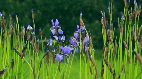 Lavender in my garden Stock Footage 64764201