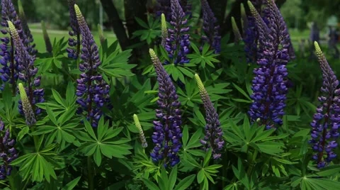 Lavender in my garden Stock Footage 64764226