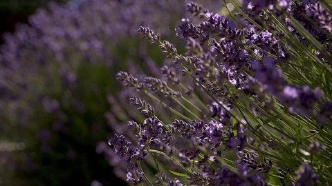 LAVENDER NODDING IN BREEZE Stock Footage 92751151