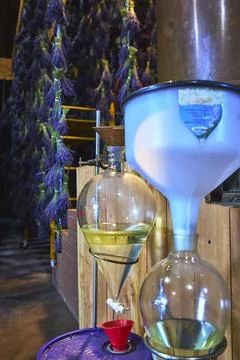 Lavender Oil Extraction Process with Hanging Flowers and Distillation Equipme Stock Photos