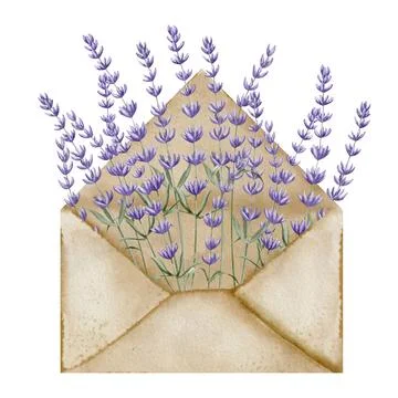 Lavender in open Envelope. Hand drawn watercolor illustration of Letter and Stock Illustration