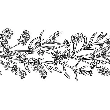 Lavender Outline Horizontal Seamless Pattern. Stock Illustration