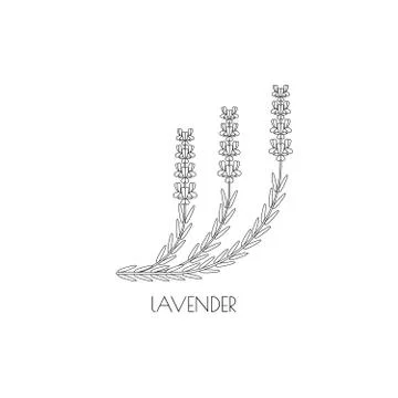 Lavender outline icon Stock Illustration