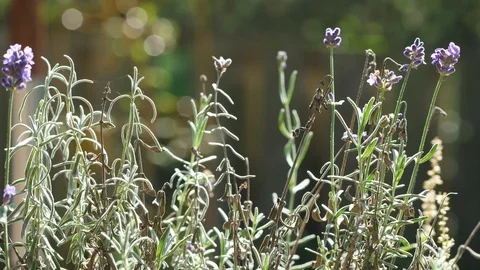 Lavender pans with bud isolation blowing in garden patio breeze summer Garden Stock Footage 95032411