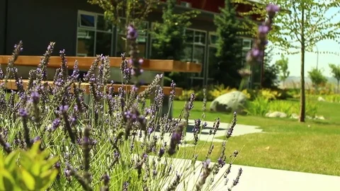 Lavender patch in front of a bench Stock Footage 72542560