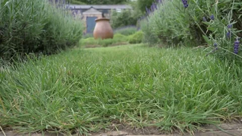 Lavender path in the garden Video stock 133739129