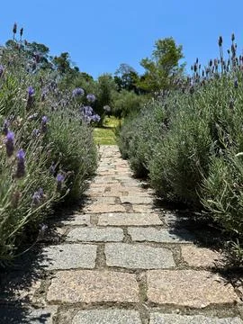Lavender path under blue sky 스톡 사진