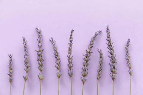 Lavender pattern. Purple flowers viewed from above on a violet background Stock Photos