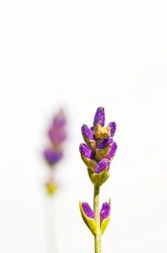 Lavender Stock Photos