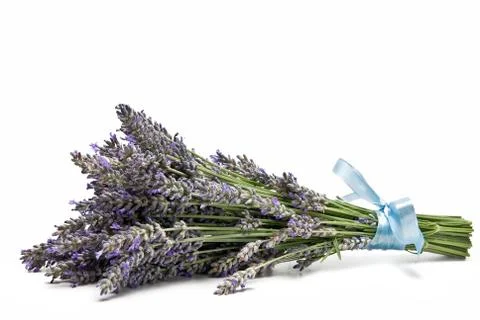Lavender. Stock Photos