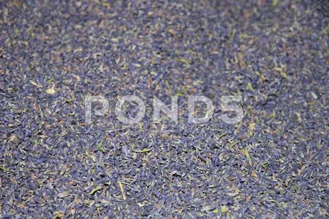 Lavender Stock Photos