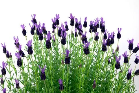 Lavender Stock Photos