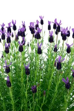 Lavender Stock Photos