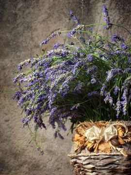 Lavender Stock Photos