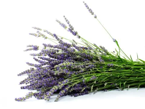 Lavender Stock Photos