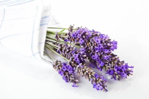 Lavender. Stock Photos