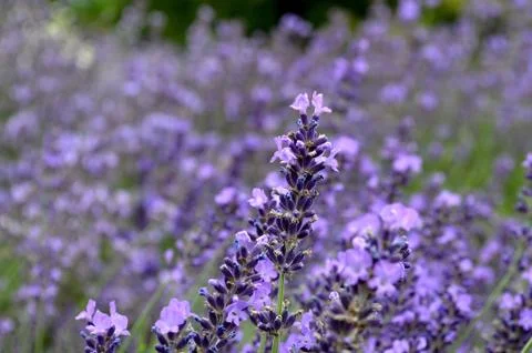 Lavender Stock Photos