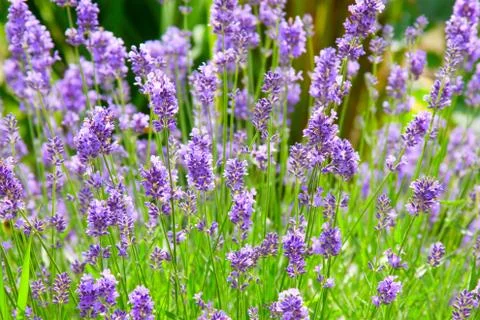 Lavender Foto stock