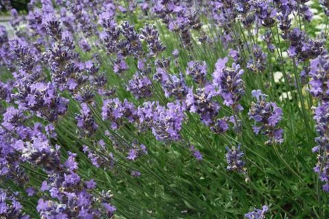 Lavender Stock Photos
