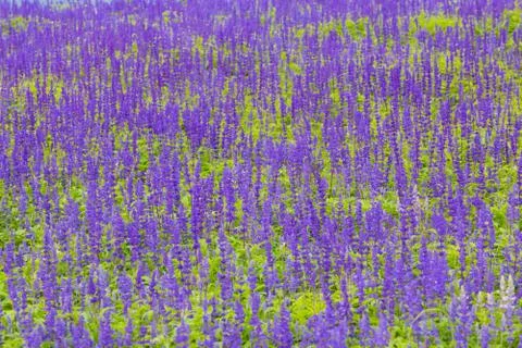 Lavender Stock Photos