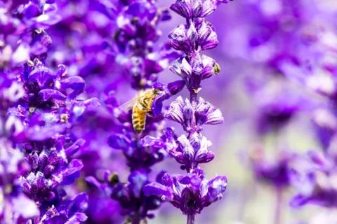 Lavender Stock Photos
