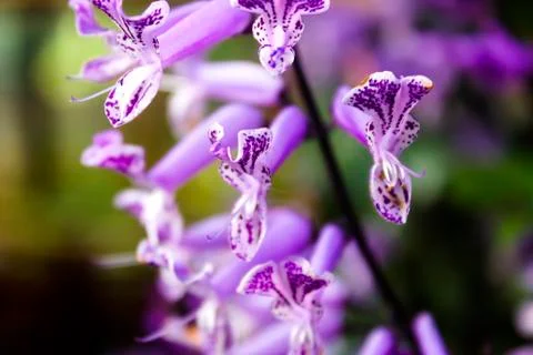 Lavender Stock Photos