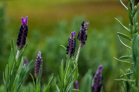 Lavender Stock Photos