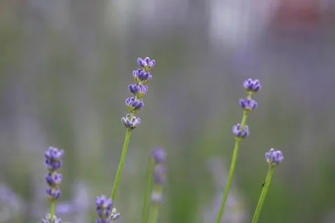 Lavender 스톡 사진