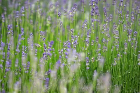 Lavender Foto stock
