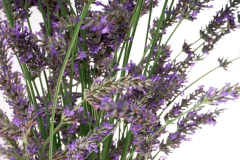Lavender Stock Photos