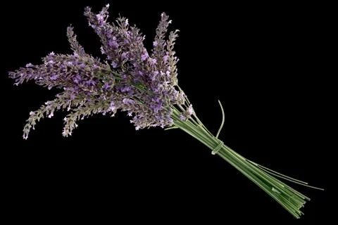 Lavender Stock Photos