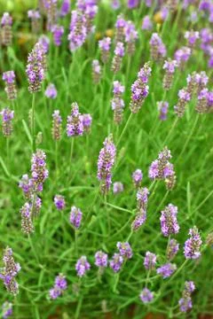 Lavender Stock Photos