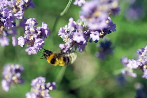 Lavender Foto stock