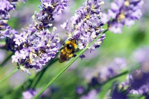 Lavender Foto stock