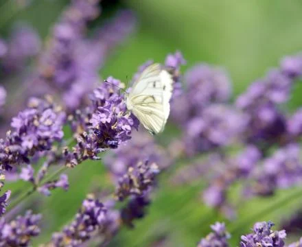 Lavender Stock Photos