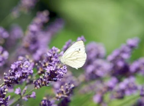 Lavender Foto stock