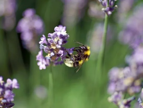 Lavender Stock Photos