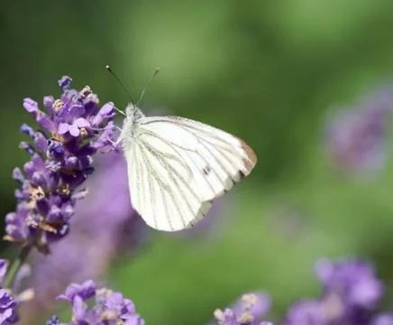 Lavender Stock Photos