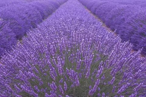 Lavender 库存照片