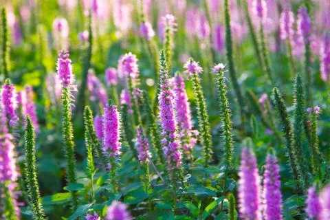 Lavender Stock Photos