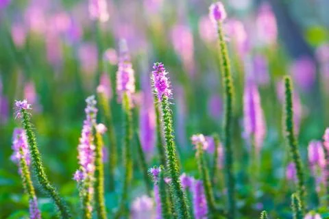 Lavender Stock Photos