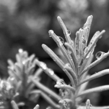 Lavender Stock Photos
