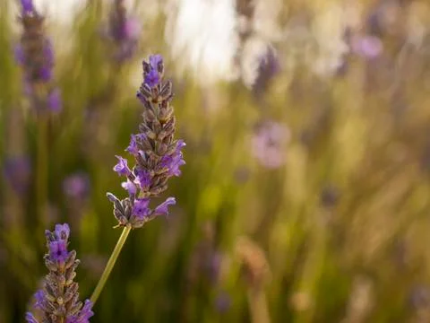 Lavender Stock Photos