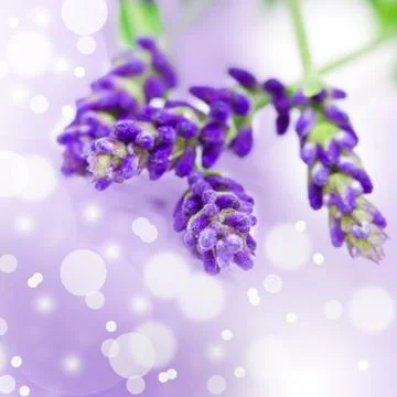 Lavender Stock Photos