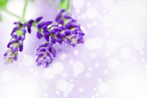 Lavender Stock Photos