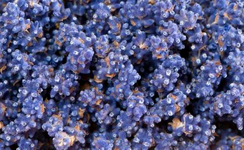 Lavender Foto stock