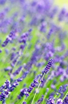 Lavender Stock Photos