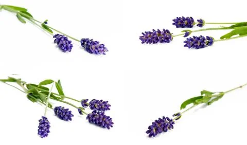 Lavender Stock Photos