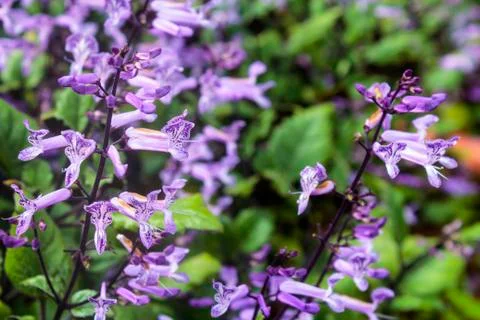 Lavender Stock Photos