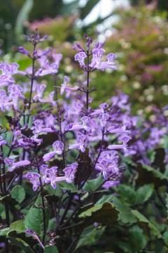 Lavender Stock Photos